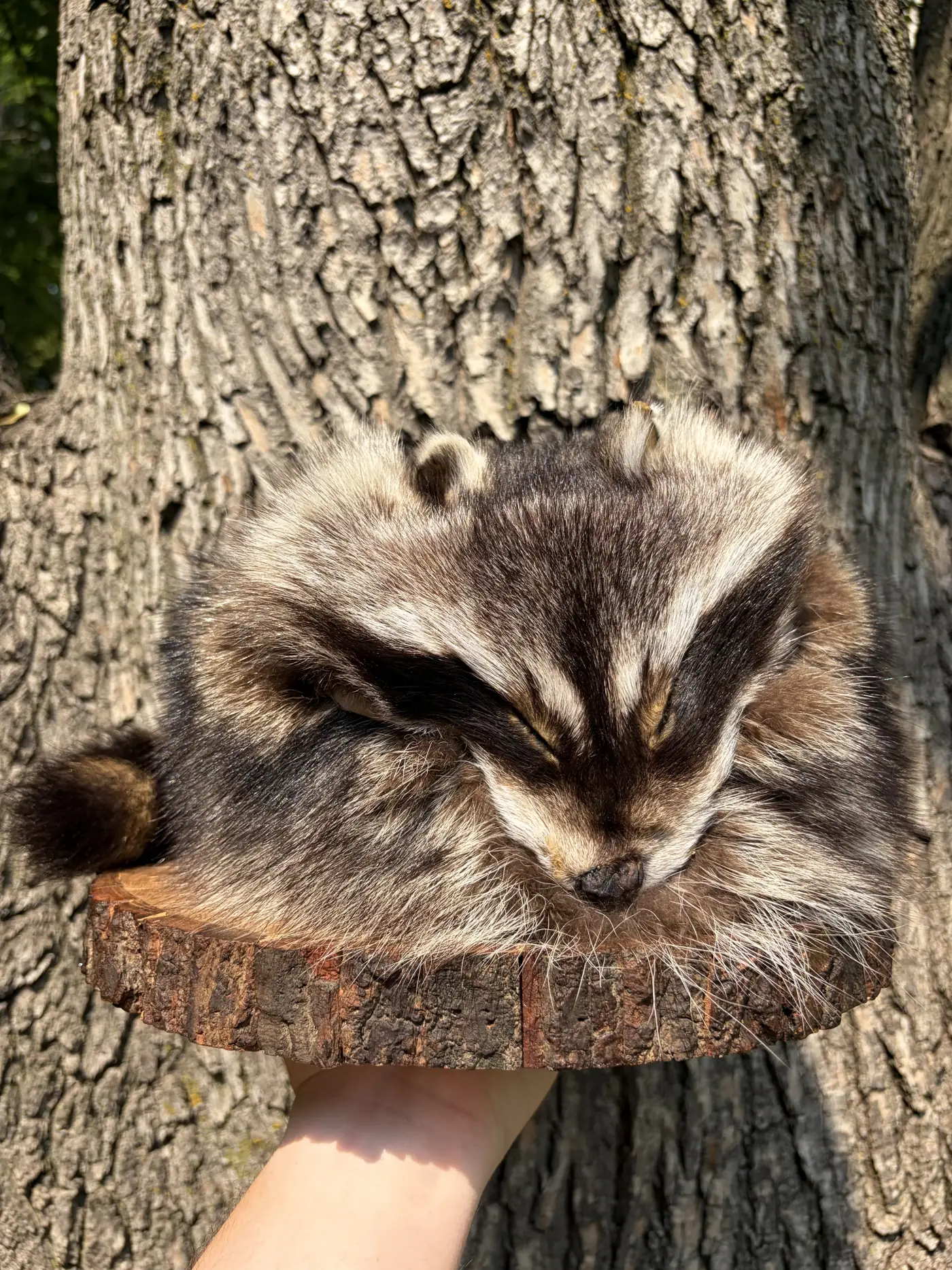 Hand-sewn raccoon Crockett style fur hat resting on a cut log